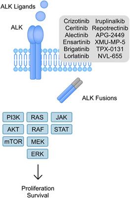 Anaplastic lymphoma kinase inhibitors—a review of anticancer properties, clinical efficacy, and resistance mechanisms